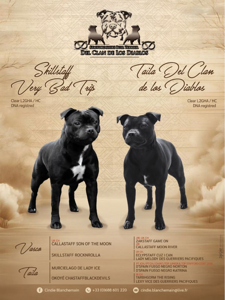 Portée Taila x Vasco