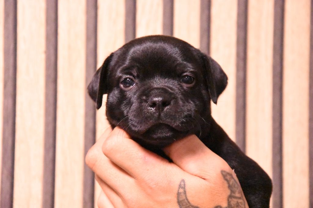 Del Clan De Los Diablos - Chiots disponibles - Staffordshire Bull Terrier