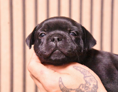 CHIOT 2