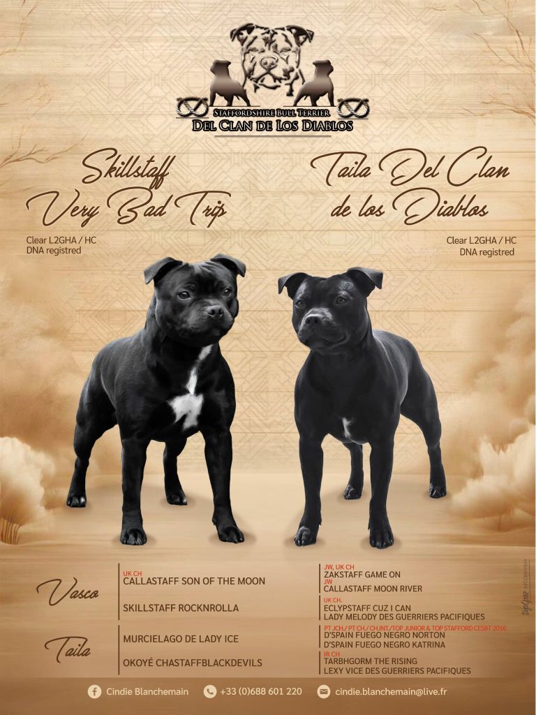 Chiot Staffordshire Bull Terrier Del Clan De Los Diablos